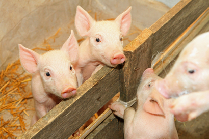 Animal nutrition